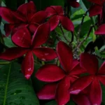 Buy Plumeria Frangipani Blood Red, Temple Tree Online at Nursery Nisarga