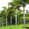 Buy Foxtail Palm - Plant Online at Nursery Nisarga