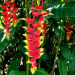 Buy Heliconia Rostrata Plant Online at Nursery Nisarga