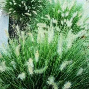 Buy Green Fountain Grass Online at Nursery Nisarga