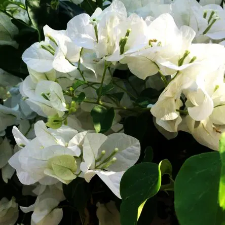 Buy Bougainvillea Plant "White" Online at Nursery Nisarga