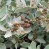 Buy Conocarpus Erectus (Buttonwood) online at nursery nisarga