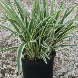 Buy Dianella Tasmanica 'Variegata' (Flax Lily) online at nursery nisarga