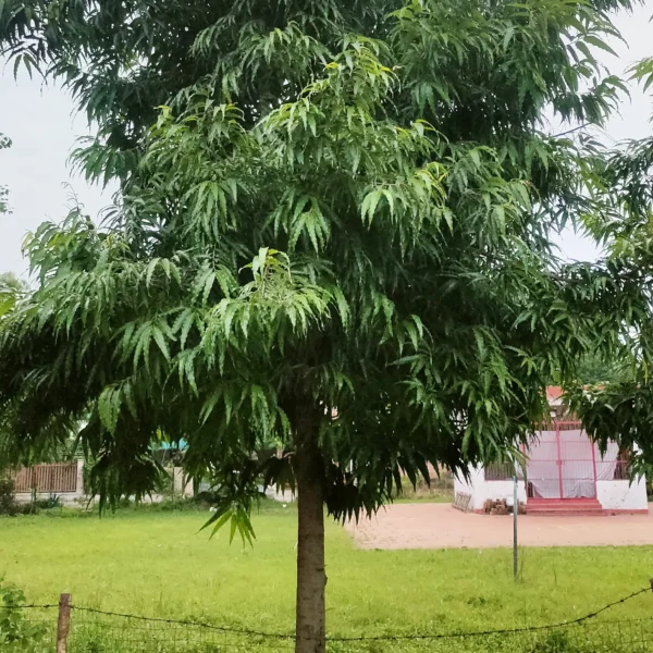 Buy Umbrella Ashoka Tree (Saraca asoca) Online at Nursery Nisarga