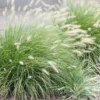 Buy Green Fountain Grass Online at Nursery Nisarga