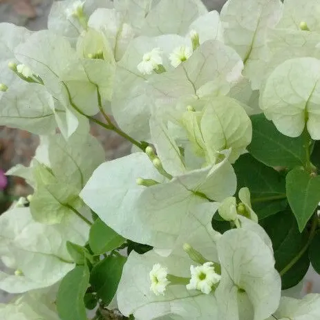 Buy Bougainvillea Plant "White" Online at Nursery Nisarga