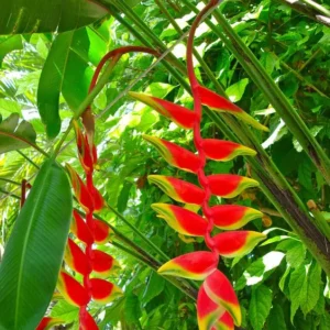 Heliconia Rostrata Plant