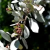 Buy Conocarpus Erectus (Buttonwood) online at nursery nisarga