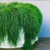 Buy Hanging Casuarina Plant Online at Nursery Nisarga