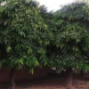 Buy Umbrella Ashoka Tree (Saraca asoca) Online at Nursery Nisarga