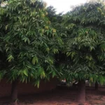 Buy Umbrella Ashoka Tree (Saraca asoca) Online at Nursery Nisarga