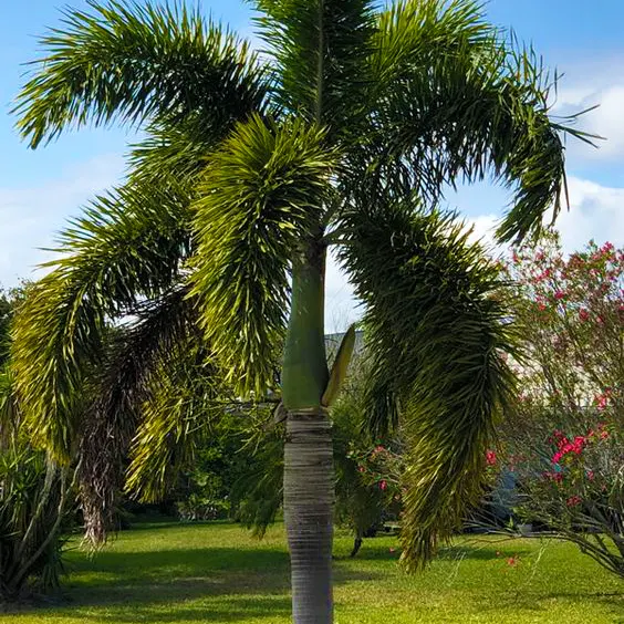 Buy Foxtail Palm - Plant Online at Nursery Nisarga