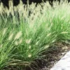 Buy Green Fountain Grass Online at Nursery Nisarga