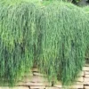 Buy Hanging Casuarina Plant Online at Nursery Nisarga