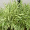 Buy Dianella Tasmanica 'Variegata' (Flax Lily) Online at Nursery Nisarga