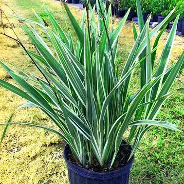 Buy Dianella Tasmanica 'Variegata' (Flax Lily) Online at Nursery Nisarga