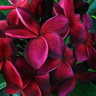 Buy Plumeria Frangipani Blood Red, Temple Tree Online at Nursery Nisarga