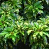 Buy Chiku plant | Sapodilla- Variegated online at nursery nisarga