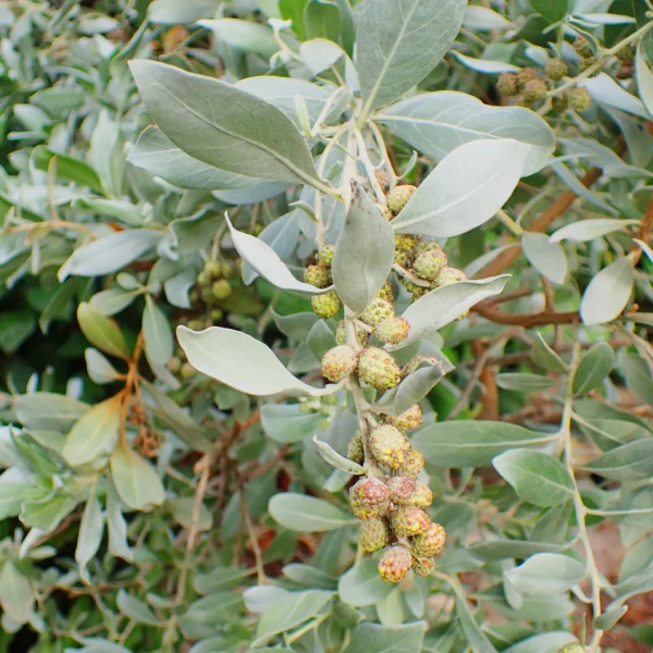 Buy Conocarpus Erectus (Buttonwood) online at nursery nisarga