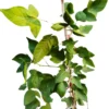 Buy Ekvilum Bel Patra Plant, Single leaf Bel Patra from Nursery Nisarga