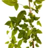 Buy Ekvilum Bel Patra Plant, Single leaf Bel Patra from Nursery Nisarga