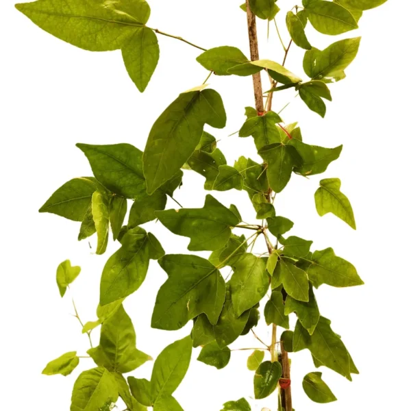 Buy Ekvilum Bel Patra Plant, Single leaf Bel Patra from Nursery Nisarga