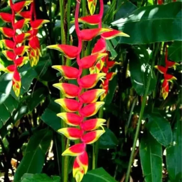 Buy Heliconia Rostrata Plant from Nursery Nisarga