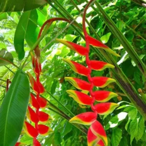 Buy Heliconia Rostrata Plant from Nursery Nisarga