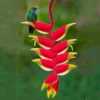 Buy Heliconia Rostrata Plant from Nursery Nisarga
