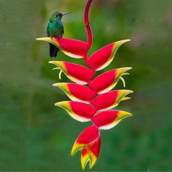 Buy Heliconia Rostrata Plant from Nursery Nisarga