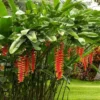Buy Heliconia Rostrata Plant from Nursery Nisarga