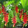 Buy Heliconia Rostrata Plant from Nursery Nisarga