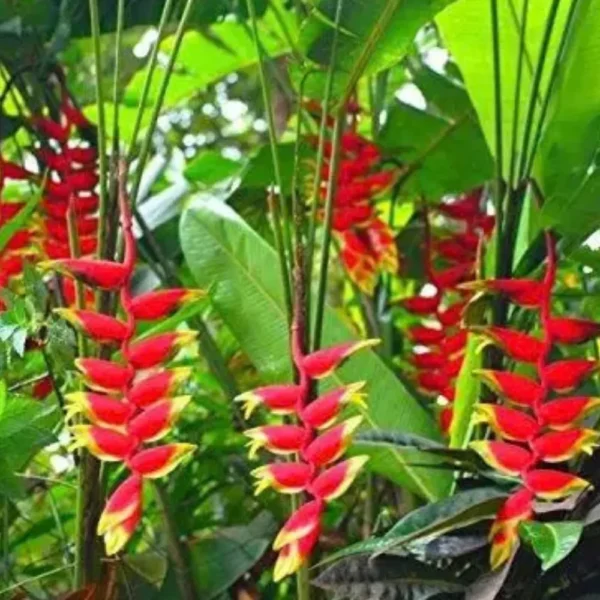 Buy Heliconia Rostrata Plant from Nursery Nisarga