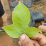 Buy Ekvillam Bel Patra Plant Online at Nursery Nisarga