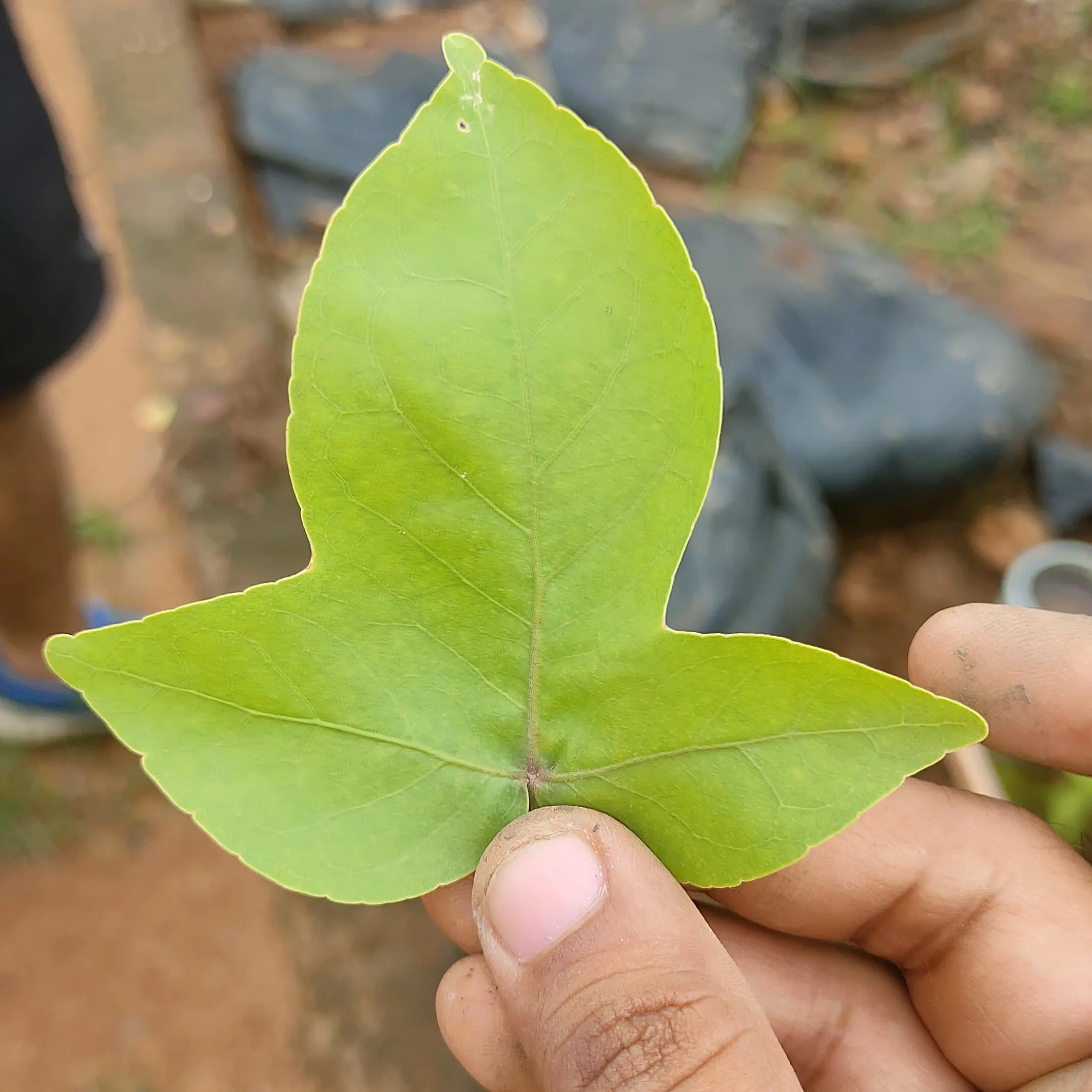 Where To Buy Patra Leaves