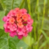 Buy Lantana (Exotic Pink) Plant Online at Nursery Nisarga