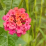 Buy Lantana (Exotic Pink) Plant Online at Nursery Nisarga