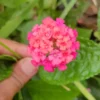 Buy Lantana (Exotic Pink) Plant Online at Nursery Nisarga