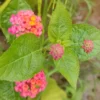 Buy Lantana (Exotic Pink) Plant Online at Nursery Nisarga