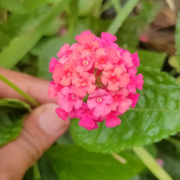 Buy Lantana (Exotic Pink) Plant Online at Nursery Nisarga