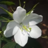 Buy Bauhinia Acuminata - White Orchid tree, Safed Kachnar from Nursery Nisarga