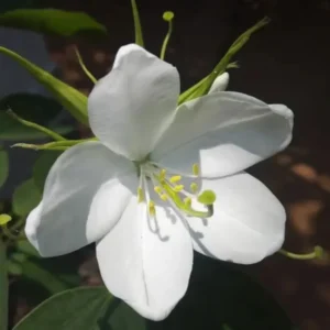 Buy Bauhinia Acuminata - White Orchid tree, Safed Kachnar from Nursery Nisarga