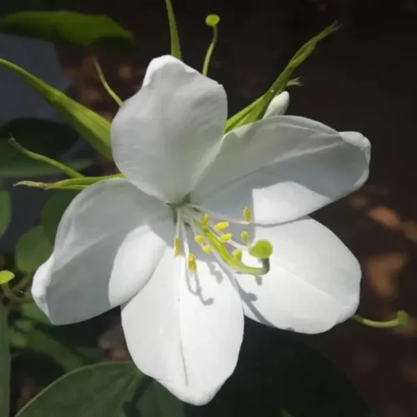 Buy Bauhinia Acuminata - White Orchid tree, Safed Kachnar from Nursery Nisarga