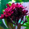 Buy Plumeria Frangipani Blood Red, Temple Tree from Nursery Nisarga