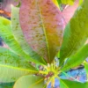 Buy Plumeria Frangipani Blood Red, Temple Tree from Nursery Nisarga