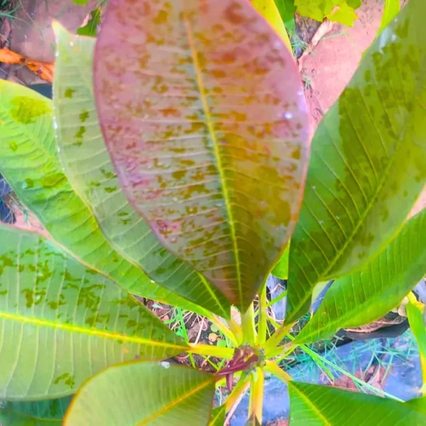 Buy Plumeria Frangipani Blood Red, Temple Tree from Nursery Nisarga