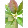 Buy Plumeria Frangipani Blood Red, Temple Tree from Nursery Nisarga