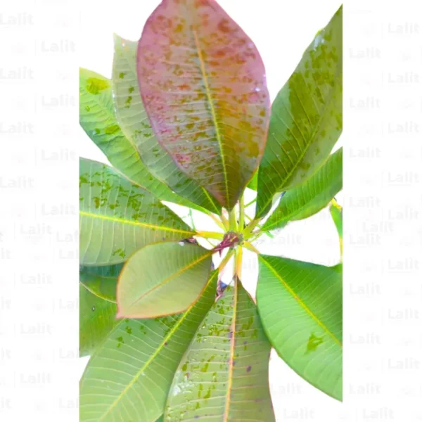 Buy Plumeria Frangipani Blood Red, Temple Tree from Nursery Nisarga