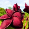 Buy Plumeria Frangipani Blood Red, Temple Tree from Nursery Nisarga