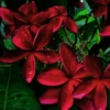 Buy Plumeria Frangipani Blood Red, Temple Tree from Nursery Nisarga